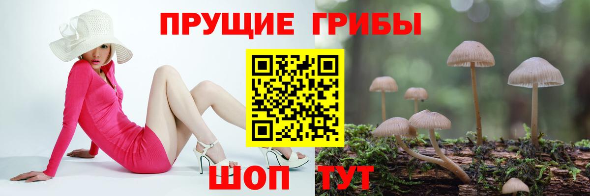 Галлюциногенные грибы Psilocybine cubensis Стрежевой